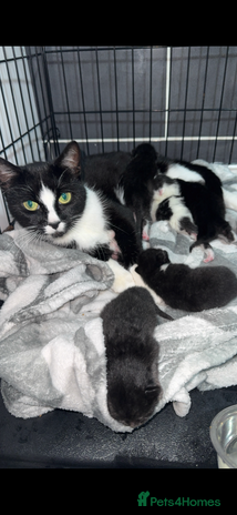 Ragdoll cats Kittens - Advert 1