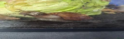 Mixed Breed reptiles for sale: Ball pythons, tarantula, African land snails - Advert 16