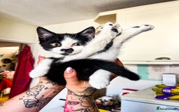 Bengal cats for sale: RARE Coats ~ Bengal/Maine Coon mix - Image 14