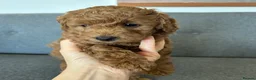Miniature Poodle dogs for sale: Small Miniature Poodle Boys - Advert 10