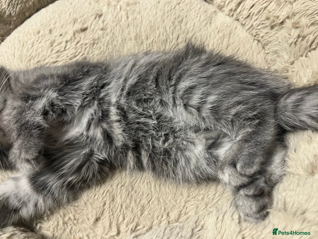 Mixed Breed cats for sale: 🐾 Stunning 9 week old blue eyed Kittens - Advert 2