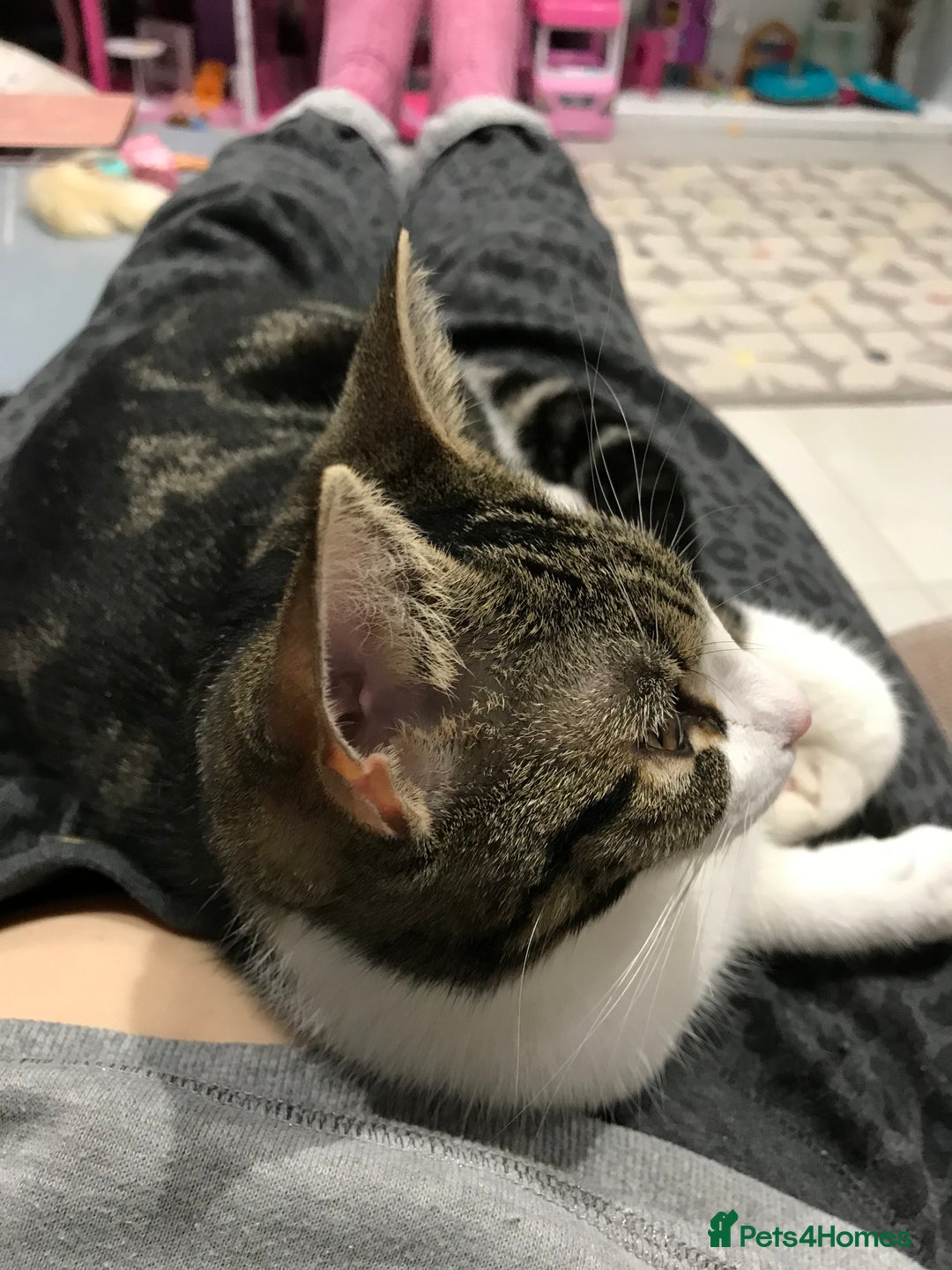 Domestic Shorthair cats for sale: 5-year old female tabby/white seeking rehoming - Image 4