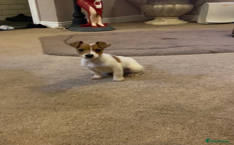 Jack Russell dogs READY NOW Beautiful jack Russell terrier puppies  - Advert 2