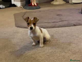 Jack Russell dogs for sale: READY NOW Beautiful jack Russell terrier puppies - Advert 1