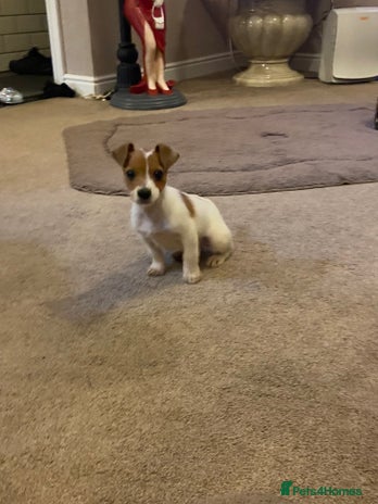 Jack Russell dogs READY NOW Beautiful jack Russell terrier puppies - Advert 1