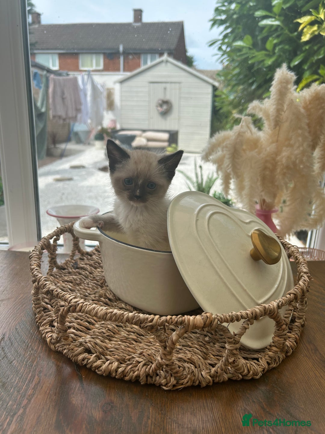 Ragdoll cats for sale: GCCF Ragdoll-Mix Kittens – Rare & Longhaired 🐾 - Image 2