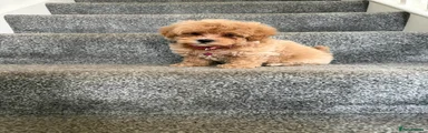 Maltipoo Puppy 3