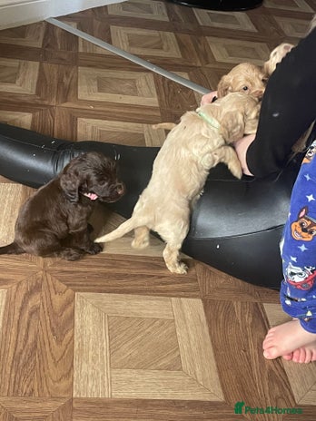 Cocker Spaniel dogs - Advert 15