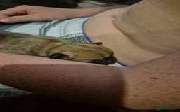 Mixed Breed dogs for sale: Female french bulldog pup - Advert 9