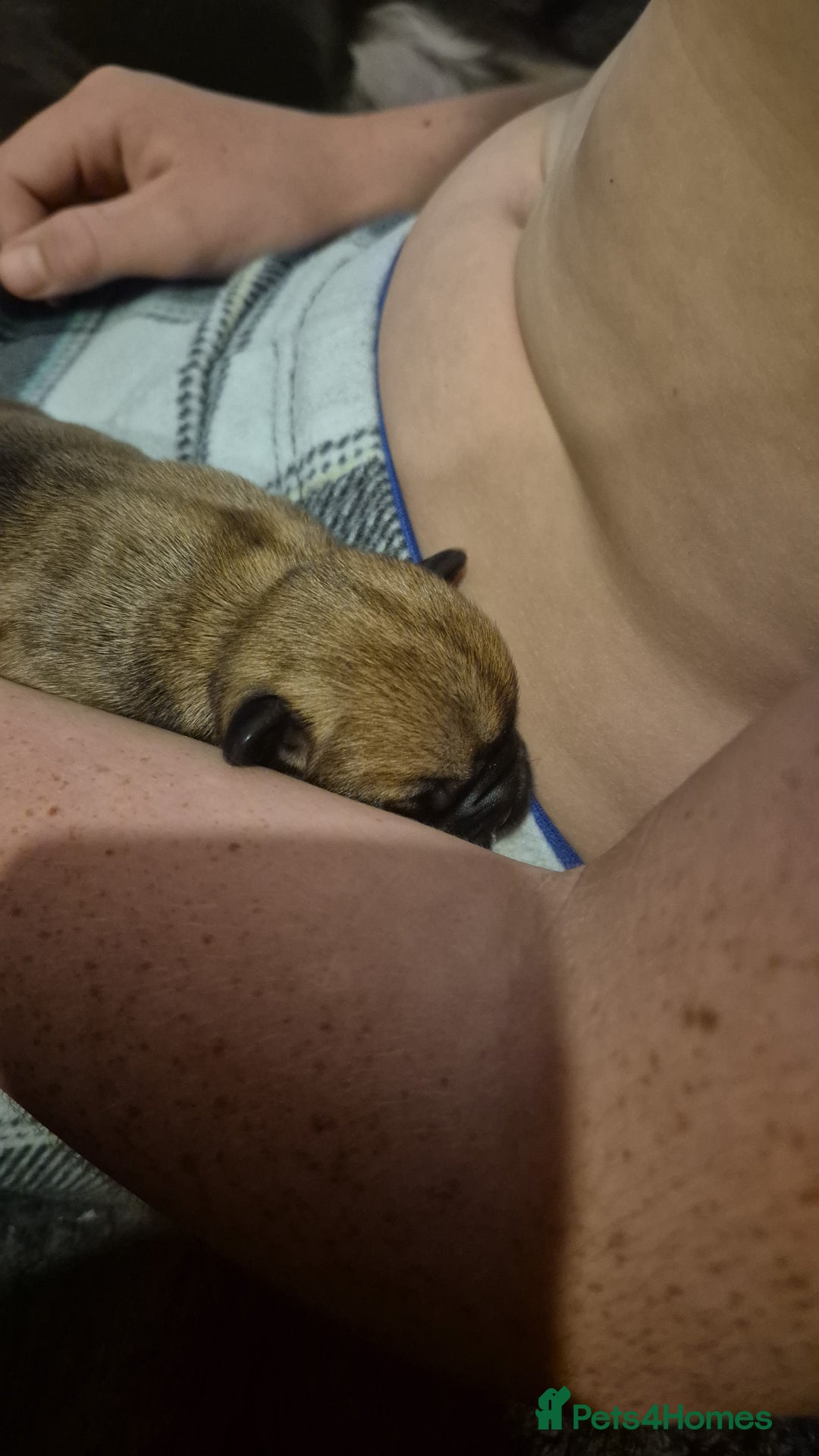 Mixed Breed dogs for sale: Female french bulldog pup - Advert 9