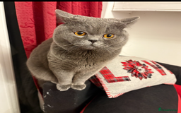 British Shorthair cats for stud: Meet our stunning boy - MIsho   - Advert 2
