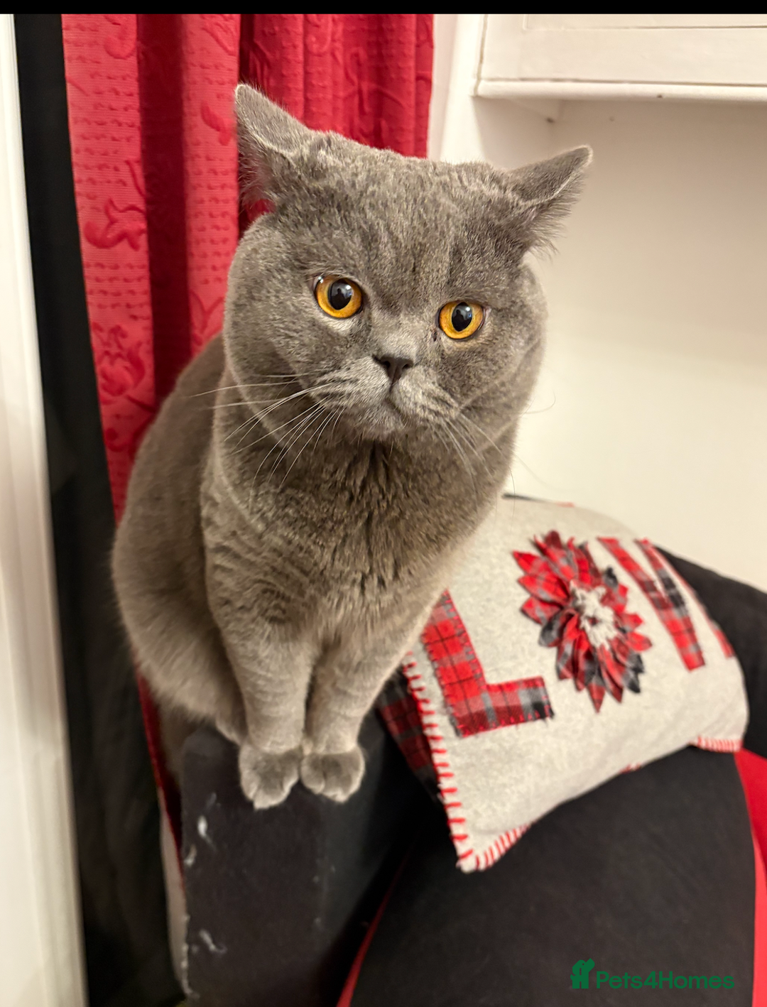 British Shorthair cats for stud: Meet our stunning boy - MIsho   - Advert 2