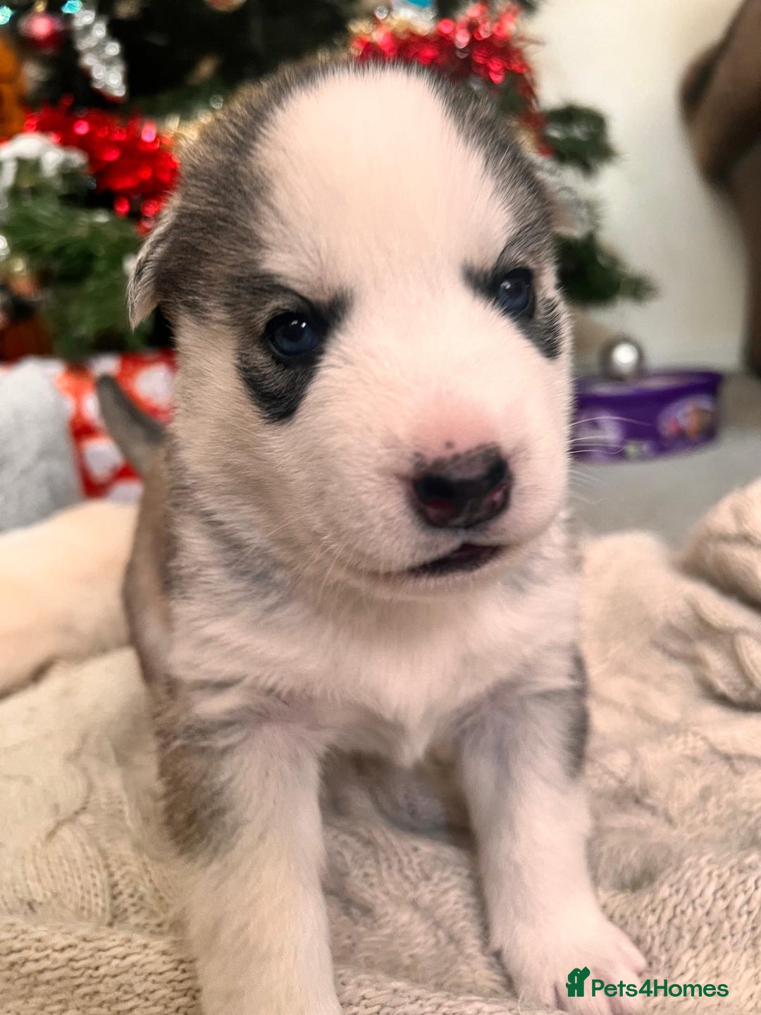 Siberian Husky dogs for sale: Siberian husky puppies x 5 - Advert 6