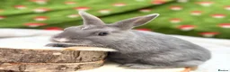 Mixed Breed rabbits for sale: Ready to go Rex mix doe  - Advert 2