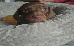 Miniature Dachshund dogs for sale: 3 Pedigree Miniature Dachshund from loving home - Image 3