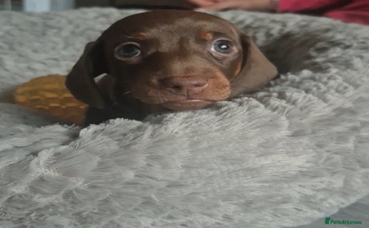 Miniature Dachshund dogs - Advert 14