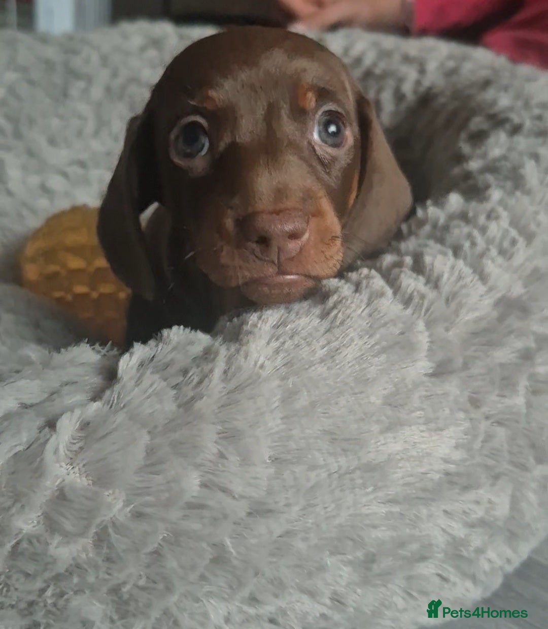 Miniature Dachshund dogs for sale: 3 Pedigree Miniature Dachshund from loving home - Image 3