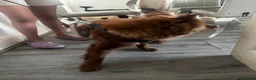 Mixed Breed dogs for sale: Red bear dog cross with frenchie in Dudley - Advert 4