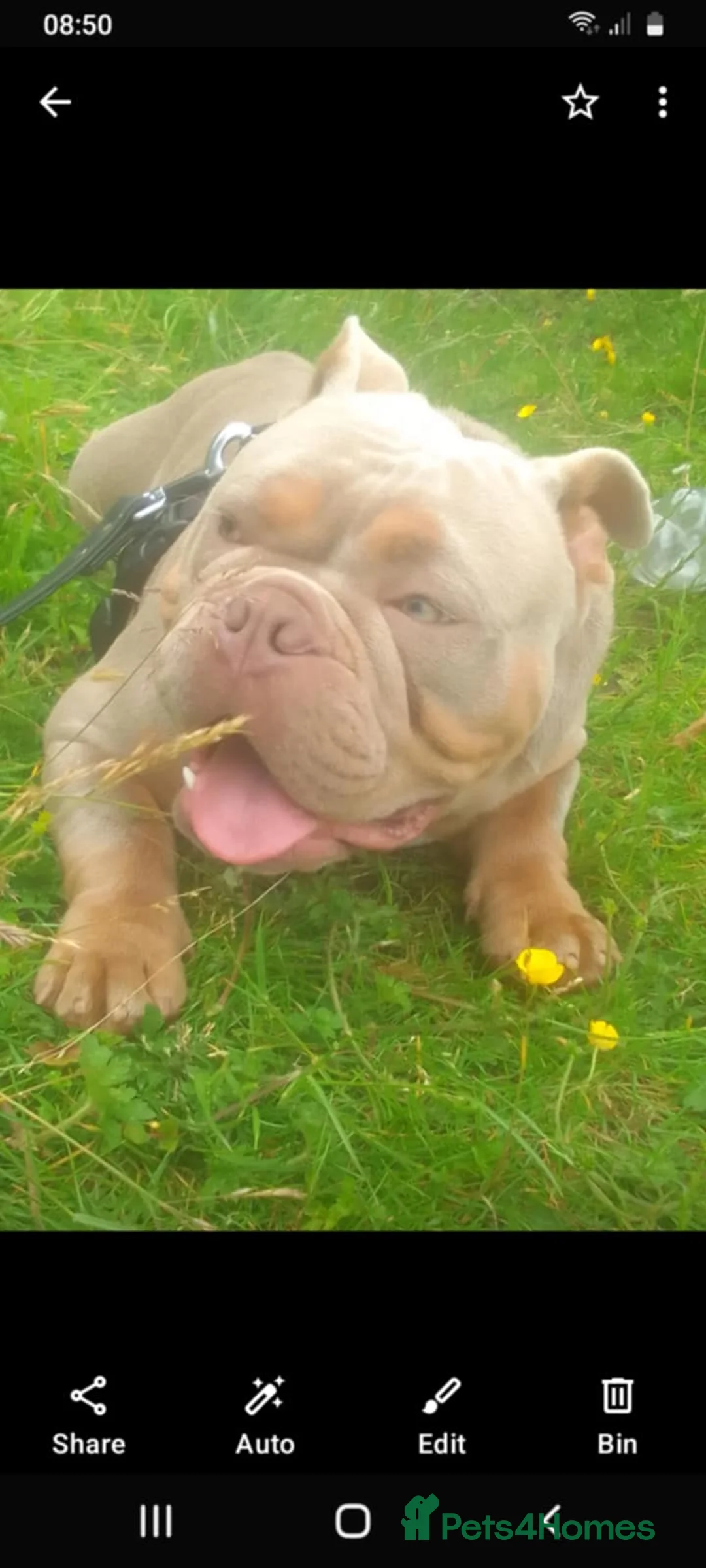 Mixed Breed dogs for sale: Exotic micro bullys - Advert 5