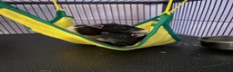 Rat rodents for sale: Rats for sale in Dalkeith - Advert 2