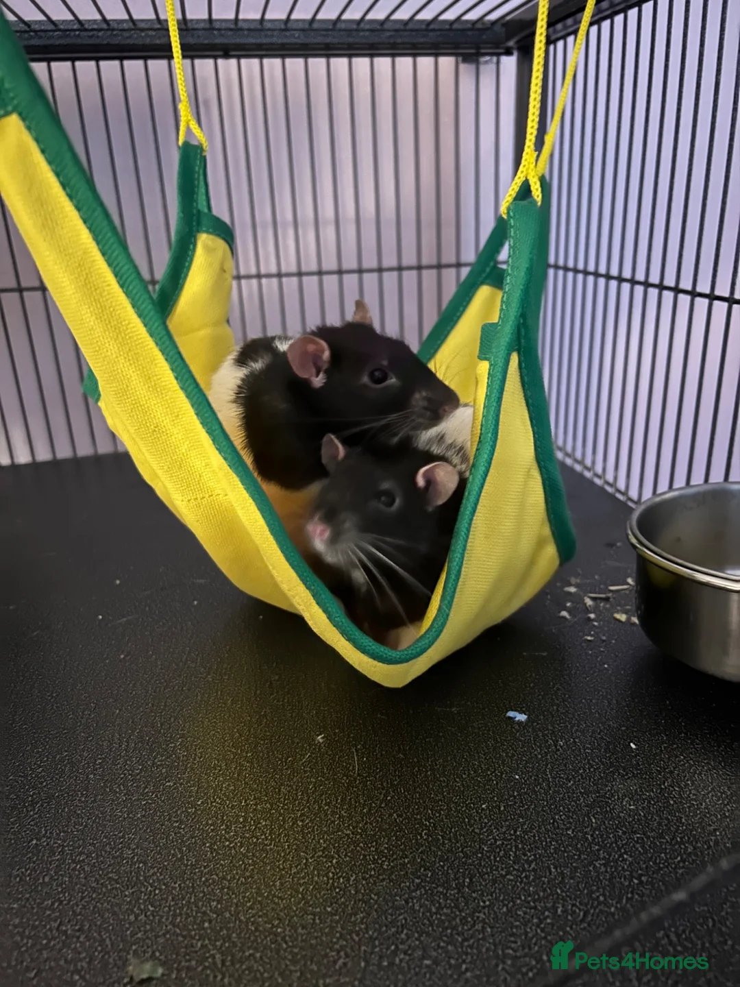 Rat rodents for sale: Rats for sale in Dalkeith - Advert 2