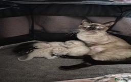 Bengal cats for sale: Kittens for sale  - Image 8