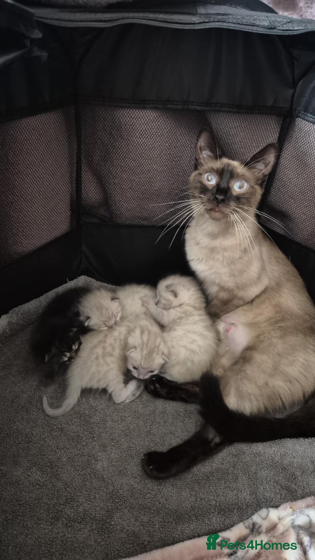 Bengal cats for sale: Kittens for sale  - Image 8