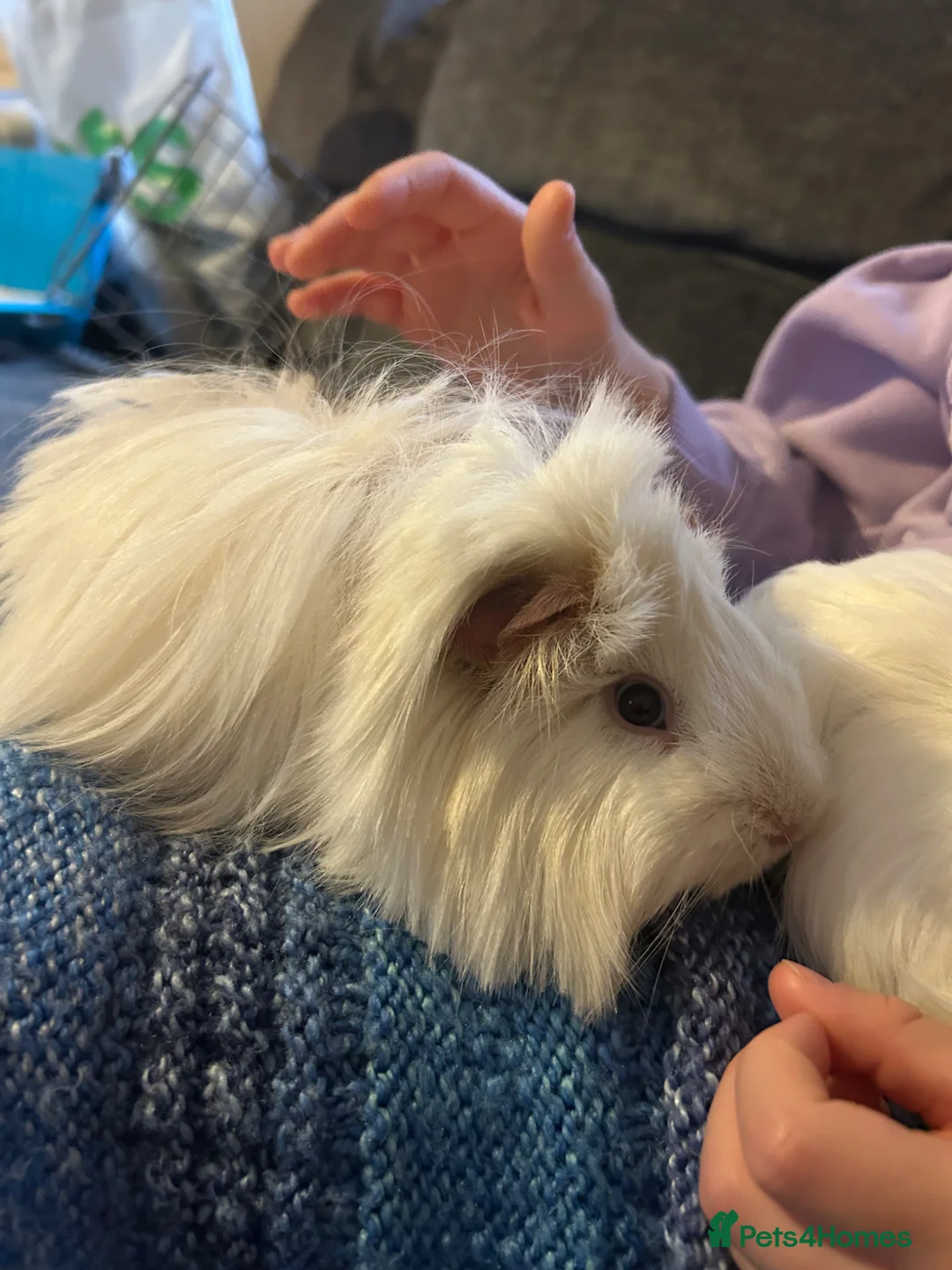 Guinea Pig rodents for sale: 2 long haired male guinea-pigs for sale  in Calne - Advert 2
