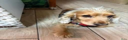 Mixed Breed dogs for adoption: ❤️🐶 REMY – A GENTLE LITTLE SPANIEL - Advert 11