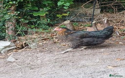 Chickens poultry for sale: 7 point of lay hens  - Image 2