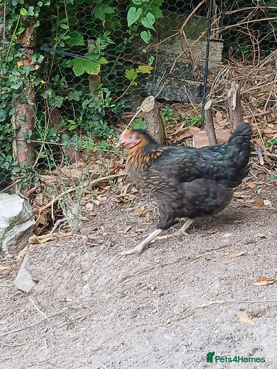 Chickens poultry for sale: 7 point of lay hens  - Image 2