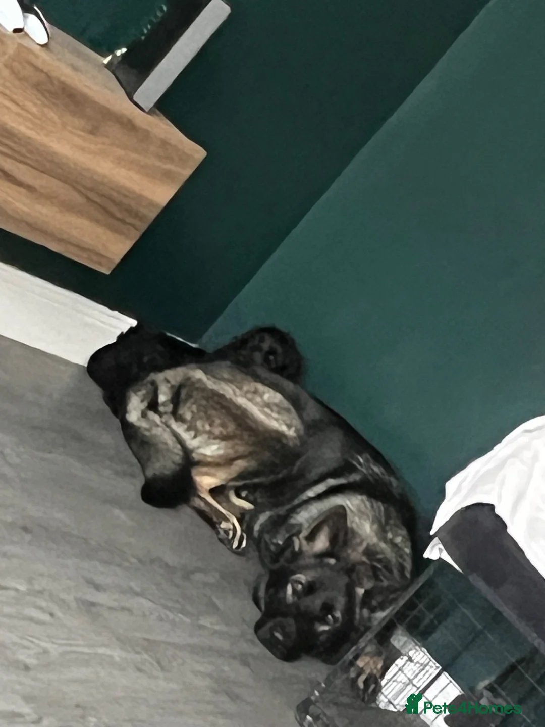 German Shepherd dogs for stud: Stud XL German shepherd mixed with malinios  in Sunderland - Advert 2