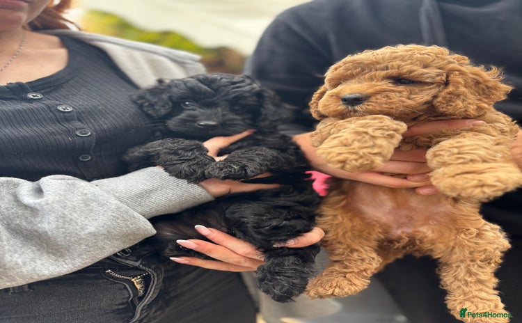 Cockapoo dogs - Advert 10