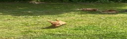 Cockapoo dogs for sale: Adorable cockerpoos puppies - Advert 4