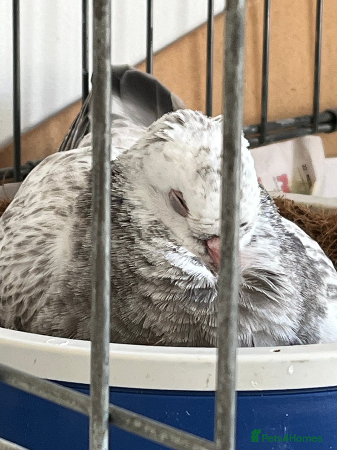 Pigeons birds for sale: Hand Reared German Owl male  - Advert 2