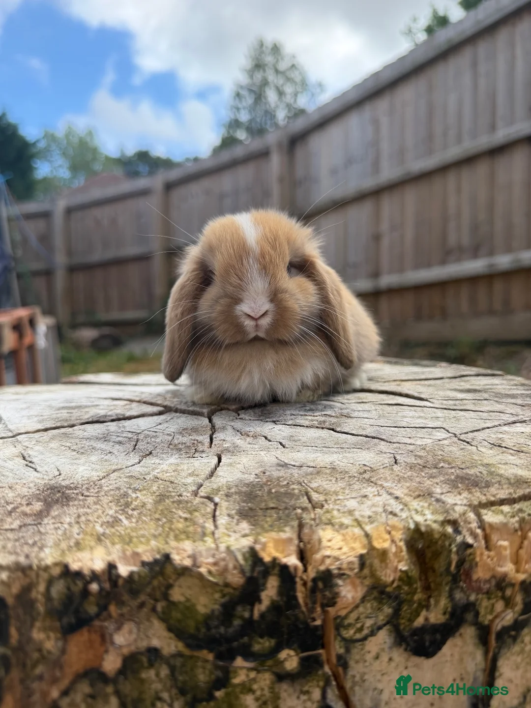 Mini Lop rabbits for sale: Mini lop sisters  - Advert 2