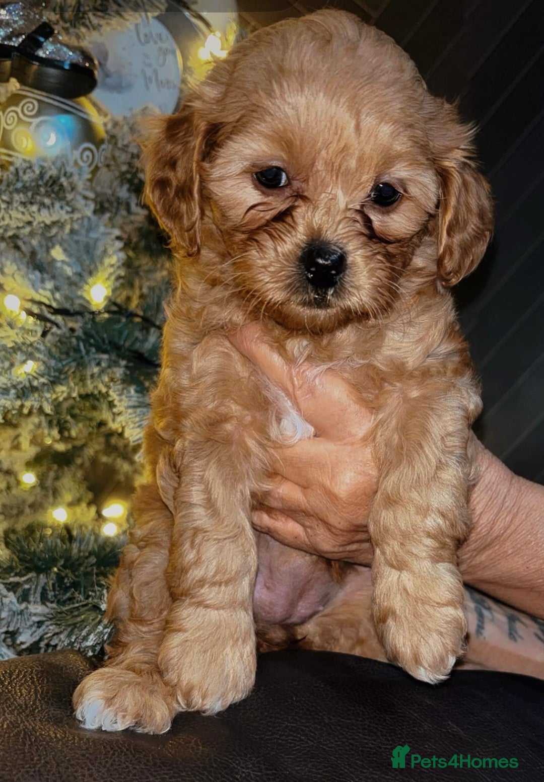 Shihpoo dogs for sale: beautiful Shihpoos looking for their forever homes - Advert 2