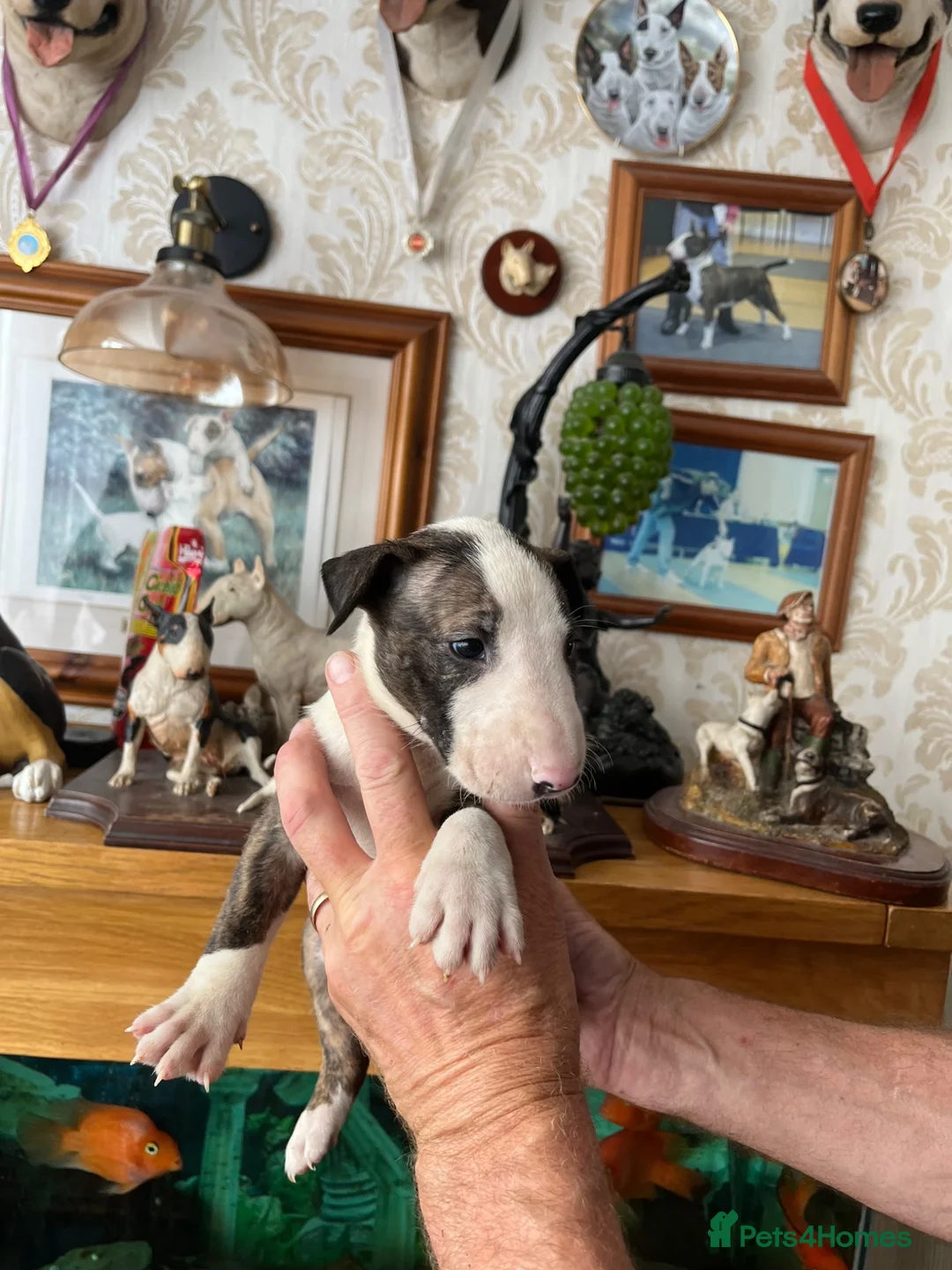 English Bull Terrier dogs for sale: English bull terrier puppies - Advert 1