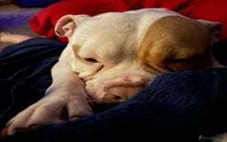 Mixed Breed dogs for sale: 2 dogs FTGH - Image 9