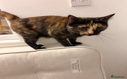 Mixed Breed cats for sale: Two female kittens for sale - Image 11