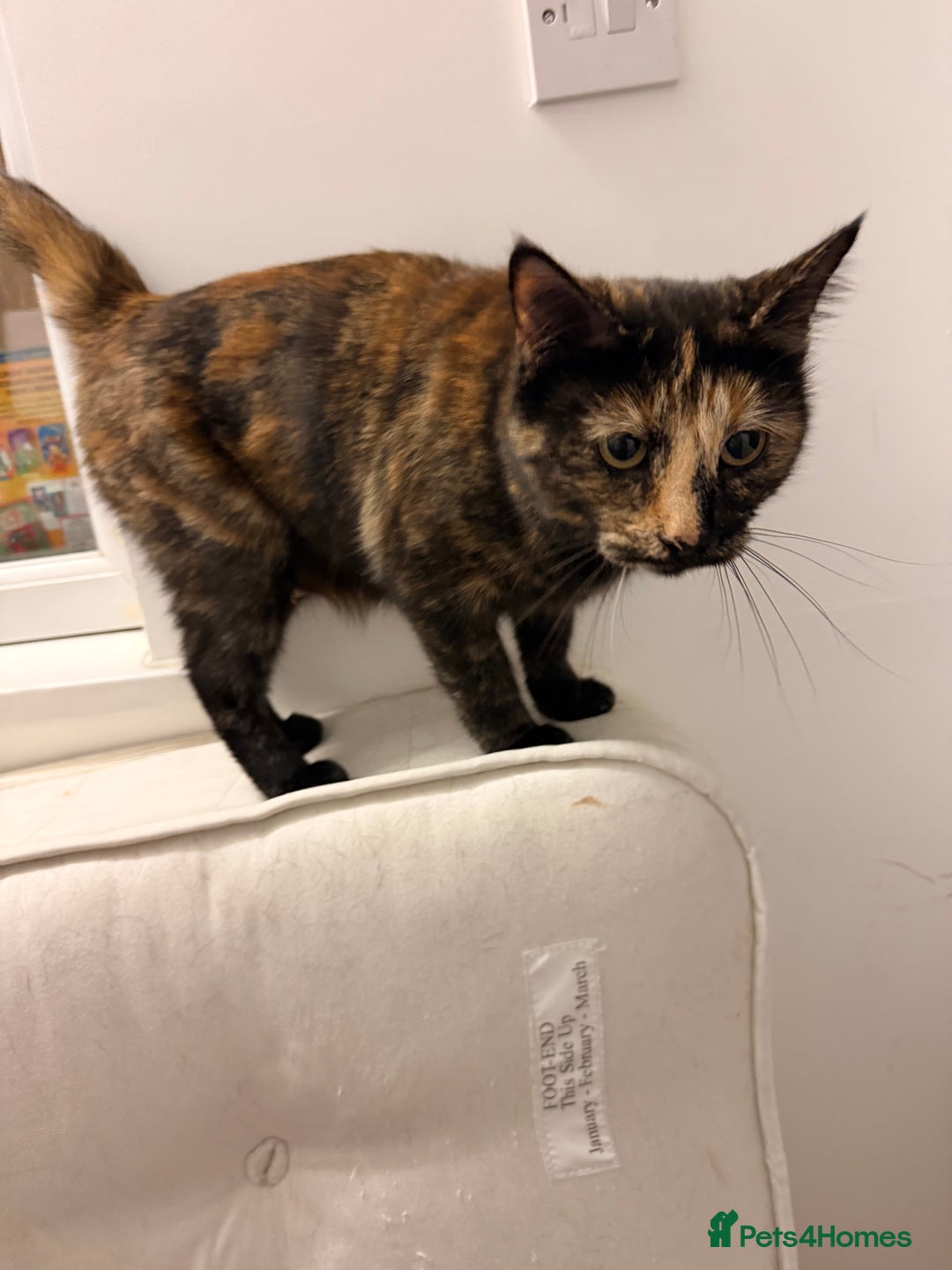 Mixed Breed cats for sale: Two female kittens for sale - Image 11