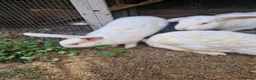 British Giant rabbits for sale: Spanish giant rabbits  - Advert 7