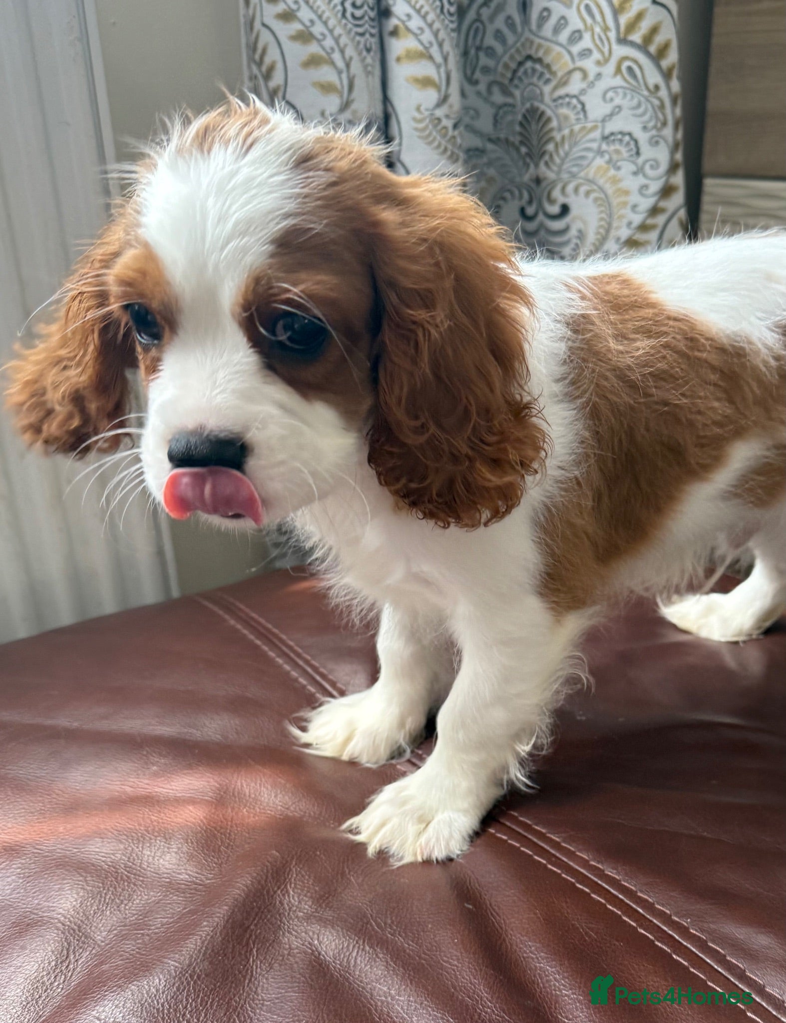 Cavalier King Charles Spaniel dogs Absolutely adorable and sweet boy  - Advert 1