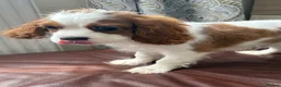 Cavalier King Charles Spaniel dogs for sale: Very active and super sweet boy is ready to go - Advert 8