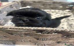 Shih Tzu dogs for sale: Litter of 5 Shih tzu puppys - Image 11
