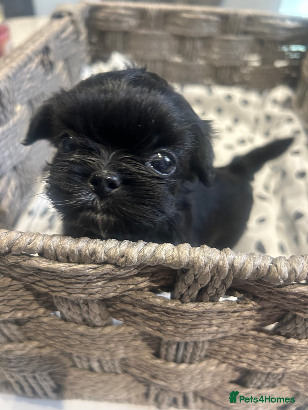 Shih Tzu dogs for sale: Litter of 5 Shih tzu puppys - Image 11