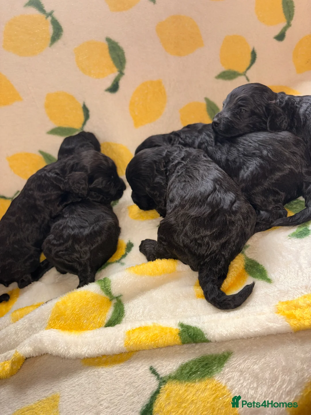 Cockapoo dogs for sale: F1 Cockapoo Puppies  - Advert 1