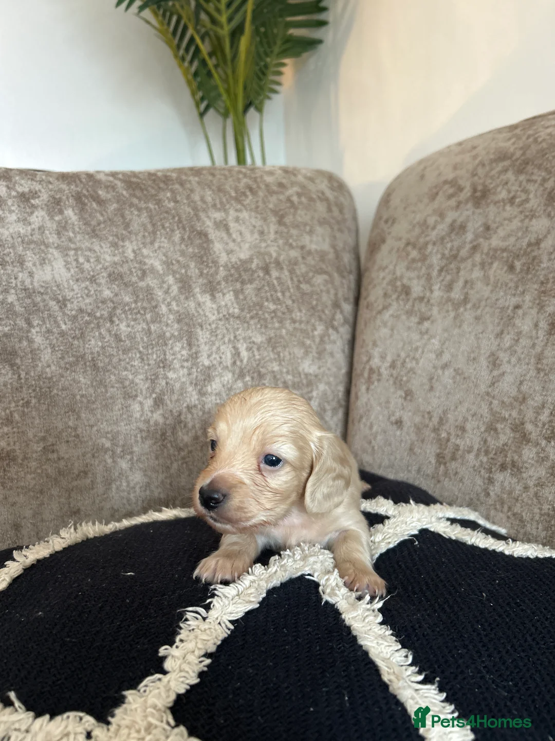 Miniature Dachshund dogs for sale: Beautiful Cream miniature dachshunds - Advert 2