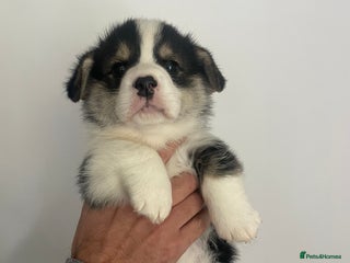 Welsh Corgi Pembroke dogs - Advert 4