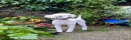 Cavapoo dogs for sale: Cavapoo, Cockapoo and Pood - Advert 2